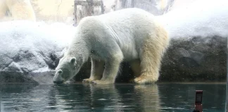 Japanese police investigate incident at zoo