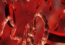 Ebola virus reaches Europe for the first time: an infected person is hospitalised in Berlin Berlin's Charité hospital, where a doctor infected with the Ebola virus was taken
