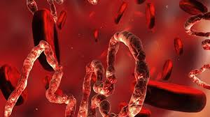 images Berlin's Charité hospital, where a doctor infected with the Ebola virus was taken