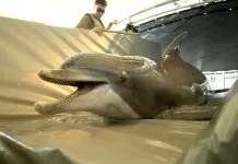 Iran may use dolphins with mines