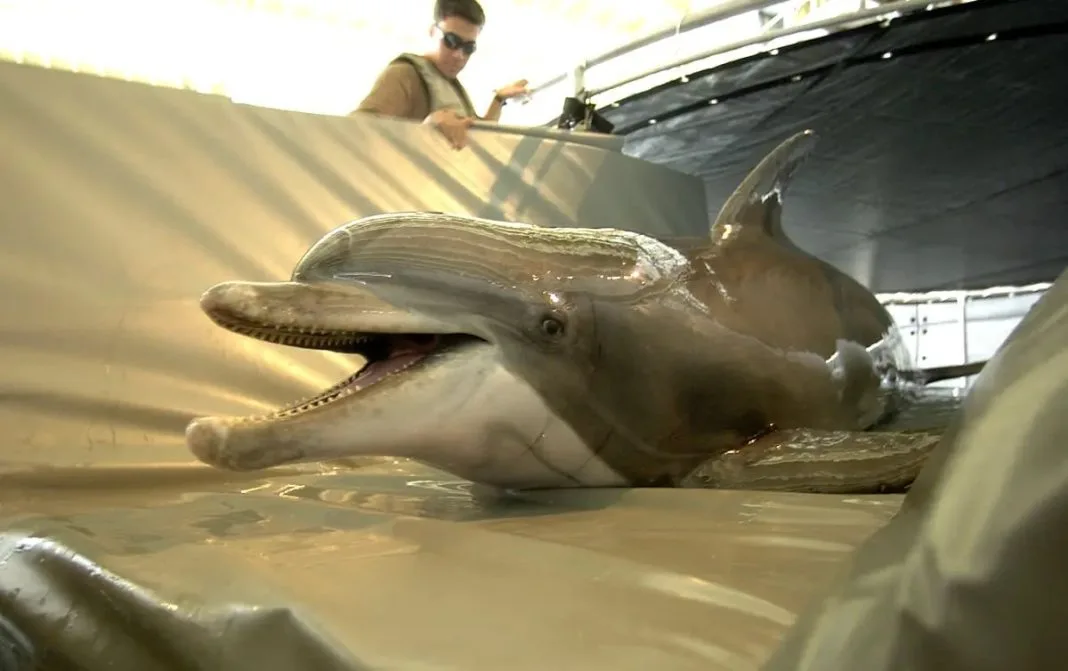 Iran may use dolphins with mines