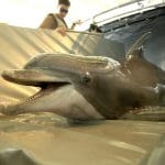 Iran's shocking tactics: dolphins with mines against the US Navy