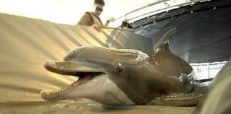 Iran may use dolphins with mines