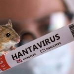 У Львові взимку зафіксували два випадки хантавірусу