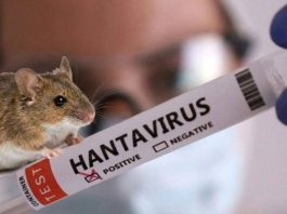 Хантавірус в Україні