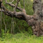 The end of an era in Sherwood Forest: Robin Hood’s 1,200-year-old oak tree has died