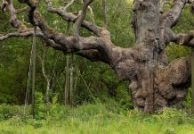 The end of an era in Sherwood Forest: Robin Hood’s 1,200-year-old oak tree has died Robin Hood’s mighty 1,200-year-old oak in Sherwood Forest, supported by metal struts