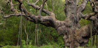 The end of an era in Sherwood Forest: Robin Hood’s 1,200-year-old oak tree has died Robin Hood’s mighty 1,200-year-old oak in Sherwood Forest, supported by metal struts