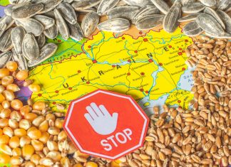 Польща підтвердила збереження заборони на імпорт агропродукції з України Карта України, оточена зернами пшениці, кукурудзи та соняшнику, із заборонним знаком «STOP» поверх неї як символ ембарго на імпорт агропродукції до Польщі.