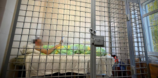 Organiser of an exhibition near Kyiv arrested