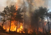 Понад 250 тисяч людей евакуювали через пожежі у Франції та Іспанії Пожежники гасять лісову пожежу в умовах густого диму