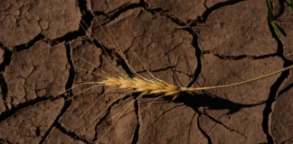 «Супер» Ель-Ніньйо може спричинити стрибок цін на продукти до 2028 року Соя, рис і цукор під загрозою через Ель-Ніньо
