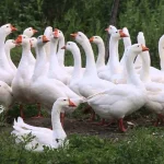 Poland and Germany are in dispute over the protected designation of ‘oat goose’