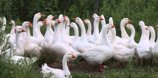 Польща й Німеччина сперечаються за захищену назву вівсяної гуски Польська вівсяна гуска — Польща та Німеччина сперечаються через захищену назву