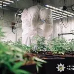 Нацполіція вилучила понад 800 кг канабісу: підсумки операції «Джентльмени»