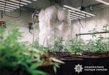 The National Police have seized over 800 kg of cannabis: results of Operation «Gentlemen» Поліцейський під час оперативних дій у межах боротьби з наркозлочинністю