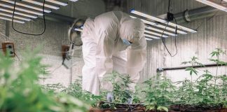The National Police have seized over 800 kg of cannabis: results of Operation «Gentlemen» Поліцейський під час оперативних дій у межах боротьби з наркозлочинністю