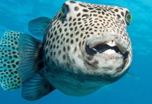 The fugu fish, Lagocephalus sceleratus, in the water