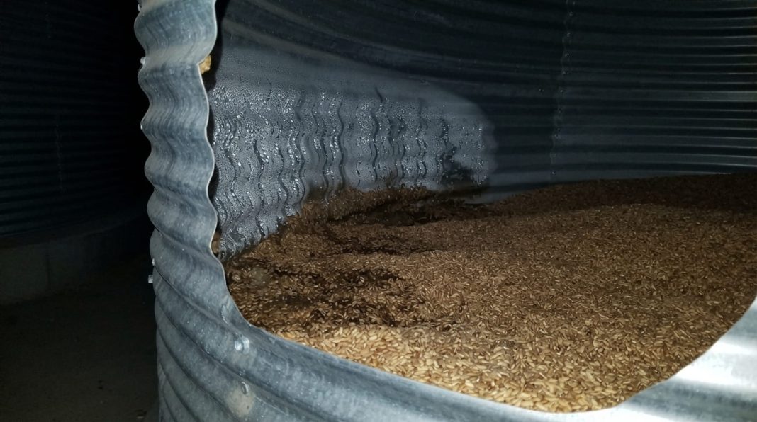 Grain at a grain silo in the Rostov Region of Russia