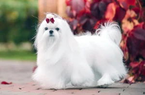 A white Maltese with a long, well-groomed coat
