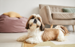 A Shih Tzu is lying on the carpet at home