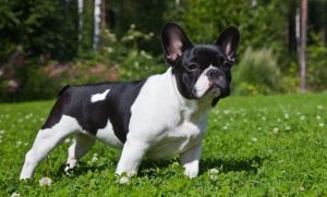 A black-and-white French Bulldog on the grass