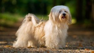 A Havana Bichon with a long, light-coloured coat out for a walk