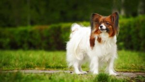 A Papillon is standing on the grass in the park