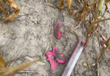 Around 20 anti-personnel mines were found in Gogolev Anti-personnel petal mines in a field near Gogolev