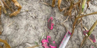 Anti-personnel petal mines in a field near Gogolev