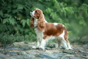 A Cavalier King Charles Spaniel out for a walk