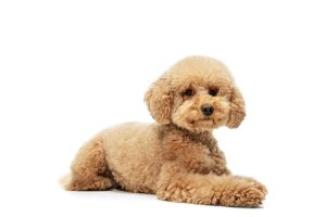 The Maltipoo is a toy companion dog for the home