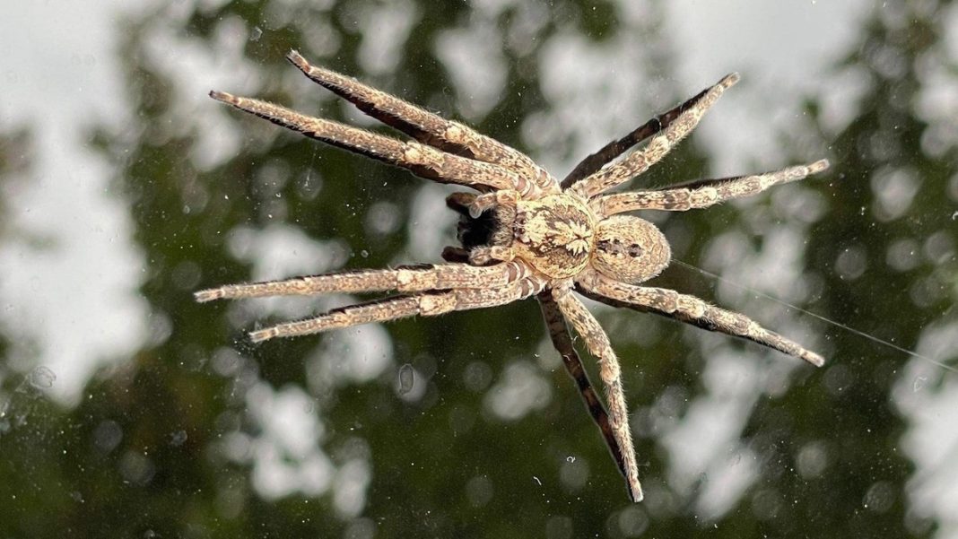 The spider in the photo, identified as Zoropsis spinimana, or the nosferatu spider