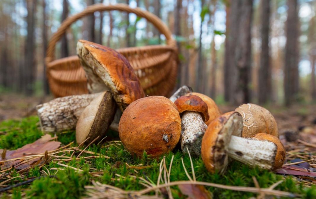 Forest mushrooms gathered near a basket in an autumnal woodland