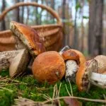 Грибникам загрожує штраф до 34 тисяч: за що можуть оштрафувати