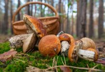 Грибникам загрожує штраф до 34 тисяч: за що можуть оштрафувати Зібрані лісові гриби біля кошика в осінньому лісі