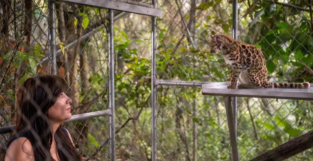 Leopardus tilcayo Дика кішка Leopardus tilcayo