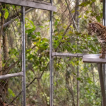 У Болівії відкрили новий вид кішки Leopardus tilcayo