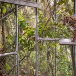 У Болівії відкрили новий вид кішки Leopardus tilcayo