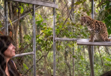 У Болівії відкрили новий вид кішки Leopardus tilcayo Дика кішка Leopardus tilcayo