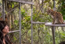 У Болівії відкрили новий вид кішки Leopardus tilcayo Дика кішка Leopardus tilcayo