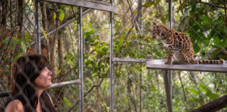 У Болівії відкрили новий вид кішки Leopardus tilcayo Дика кішка Leopardus tilcayo