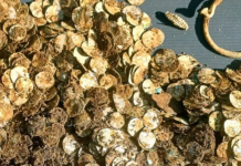 A Viking hoard has been discovered in Finland: 4.5 kg of silver buried underground Silver coins from a Viking-era hoard in Finland
