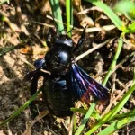 У Чорнобилі помітили одну з найбільших бджіл Європи
