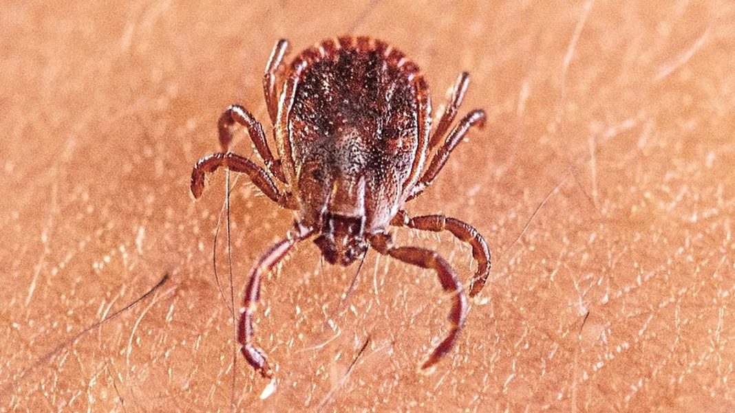 Asian long-horned tick