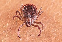 A new tick-borne virus, ALTNV, has been discovered in China Asian long-horned tick