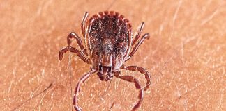 A new tick-borne virus, ALTNV, has been discovered in China Asian long-horned tick