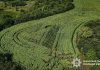 Тонна канабісу і 57 тисяч кущів: результати масштабної спецоперації в Україні Велика плантація конопель, виявлена Нацполіцією в Україні