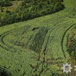 One tonne of cannabis and 57,000 plants: the results of a large-scale special operation in Ukraine