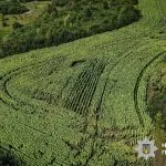 Тонна канабісу і 57 тисяч кущів: результати масштабної спецоперації в Україні